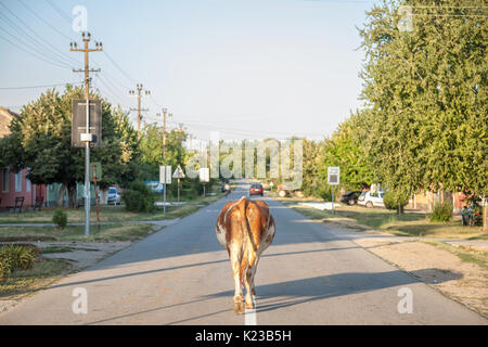 Vache de marcher seuls sur le centre d'une route goudronnée dans la rue principale de Dubovac, Serbie. La campagne serbe est l'une des plus grandes terres agricutural Banque D'Images