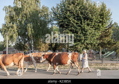 DUBOVAC, SERBIE - 3 août 2017 : femme mener son troupeau de vaches dans une rue de Dubovac, un petit village agricole de la Serbie centrale Pi Banque D'Images
