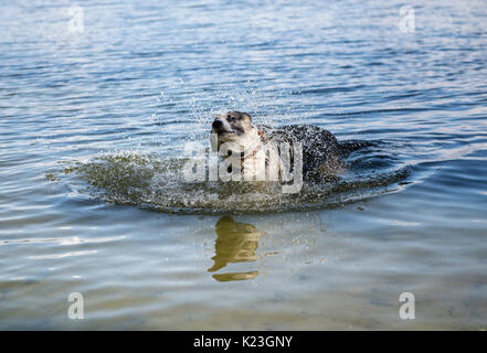 Berlin, Allemagne. Août 28, 2017. Un chien bénéficie d'un rafraîchissement dans le lac de Wannsee à Berlin, Allemagne, 28 août 2017. Photo : Paul Zinken/dpa/Alamy Live News Banque D'Images