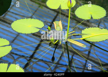 Amazon Nymphaea nénuphar feuilles flottantes, de l'eau Lily House, Royal Botanic Gardens, Kew, Londres, Angleterre, Royaume-Uni Banque D'Images