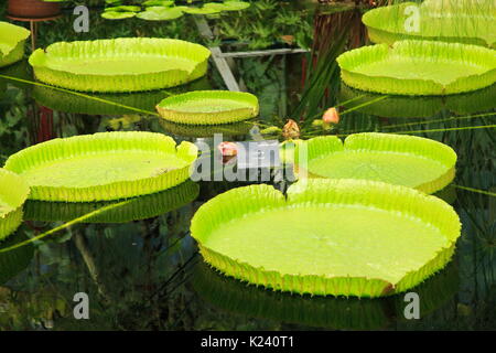 Amazon Victoria cruziana nénuphar feuilles flottantes, de l'eau Lily House, Royal Botanic Gardens, Kew, Londres, Angleterre, Royaume-Uni Banque D'Images