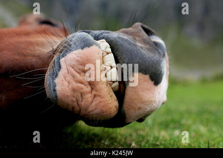 Cheval ronflant montrant ses dents. Banque D'Images