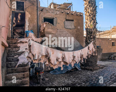 MARRAKECH, MAROC - 21 JANVIER 2014 : cuirs suspendus en ligne à Tannery Banque D'Images