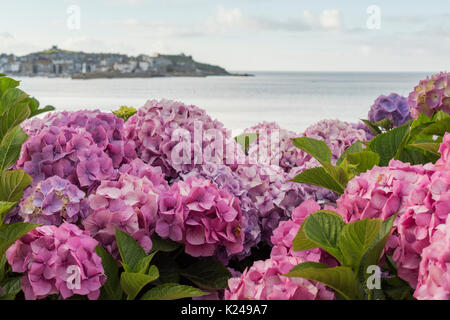 Hortensias rose qui fleurit au bord de la mer à St Ives, Cornwall Banque D'Images