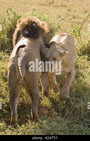 Lionne et lion, montrant un comportement affectueux. Le masai Mara, Kenya Banque D'Images