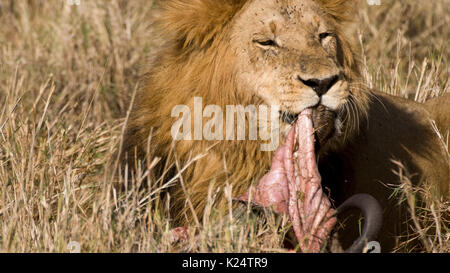 Lion mâle tirant une carcasse de gnou apart. Le masai Mara, Kenya Banque D'Images