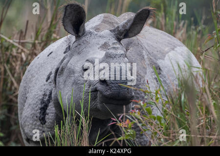 Le rhinocéros indien (Rhinoceros unicornis) dans les prairies du parc national de Kaziranga en Assam, Inde. Banque D'Images