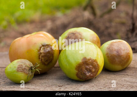 Les maladies des tomates. Pauvre tomate Mildiou (Phytophthora infestans) Close Up. La lutte contre le Phytophthora. Focus sélectif. Banque D'Images