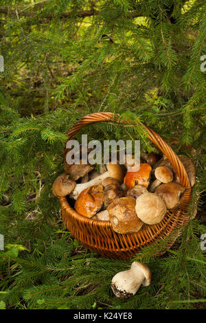 Panier en osier avec des champignons comestibles près de sapin en forêt, vue d'en haut. Boletus edulis de champignons (cèpes). Banque D'Images