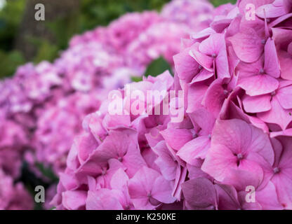 Hortensias en fleurs à Cornwall, Angleterre Banque D'Images