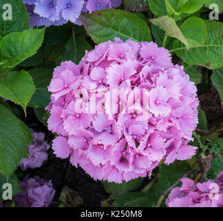 Hortensias en fleurs à Cornwall, Angleterre Banque D'Images