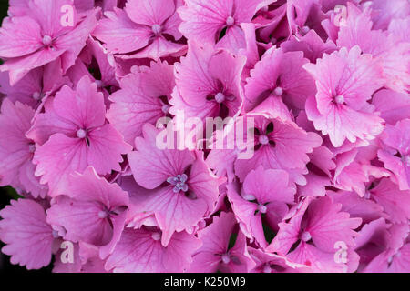 Hortensias en fleurs à Cornwall, Angleterre Banque D'Images