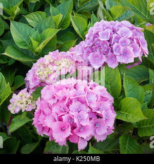 Hortensias en fleurs à Cornwall, Angleterre Banque D'Images