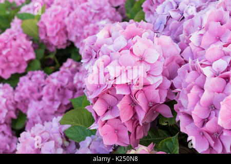 Hortensias en fleurs à Cornwall, Angleterre Banque D'Images