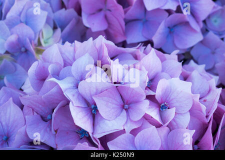 Hortensias en fleurs à Cornwall, Angleterre Banque D'Images