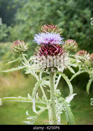 Artichaut de floraison Banque D'Images