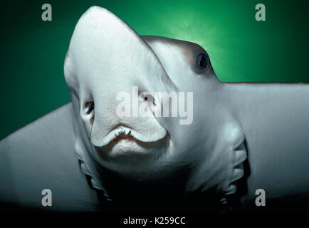 Spotted Eagle Ray (Aetobatus narinari). L'Afrique du Sud. Cette image a été modifiée numériquement pour retirer distraire ou à ajouter plus intéressant backgroun Banque D'Images