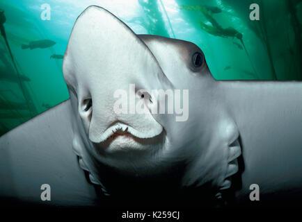 Spotted Eagle Ray (Aetobatus narinari). L'Afrique du Sud. Cette image a été modifiée numériquement pour retirer distraire ou à ajouter plus intéressant backgroun Banque D'Images