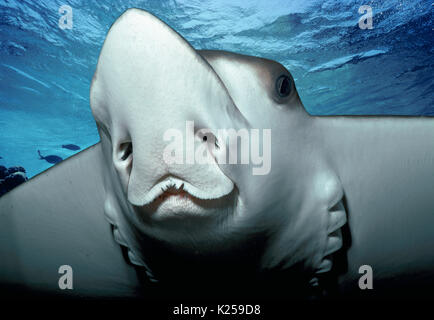 Spotted Eagle Ray (Aetobatus narinari). L'Afrique du Sud. Cette image a été modifiée numériquement pour retirer distraire ou à ajouter plus intéressant backgroun Banque D'Images