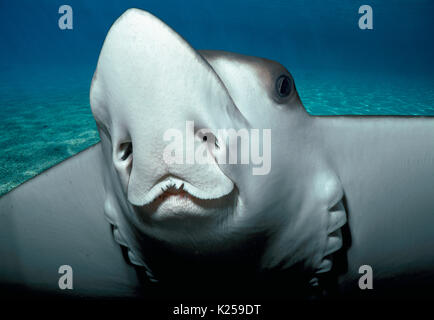 Spotted Eagle Ray (Aetobatus narinari). L'Afrique du Sud. Cette image a été modifiée numériquement pour retirer distraire ou à ajouter plus intéressant backgroun Banque D'Images