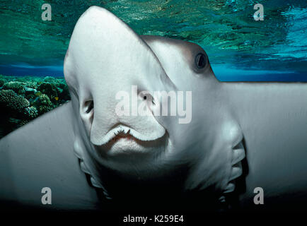 Spotted Eagle Ray (Aetobatus narinari). L'Afrique du Sud. Cette image a été modifiée numériquement pour retirer distraire ou à ajouter plus intéressant backgroun Banque D'Images