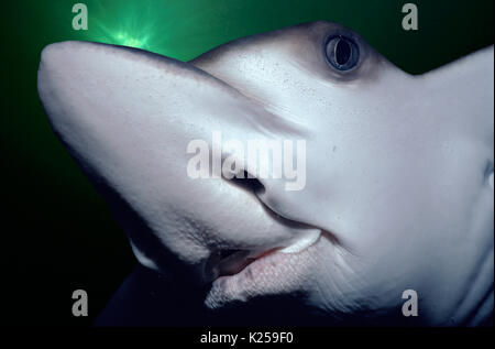 Spotted Eagle Ray (Aetobatus narinari), souvent la victime (prises accessoires) des filets à requins, Natal Sharks Board, Natal Coast - Afrique du Sud. Cette image ha Banque D'Images