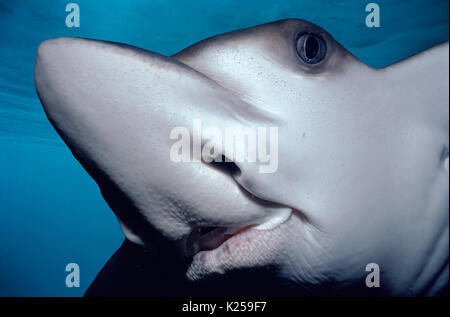 Spotted Eagle Ray (Aetobatus narinari), souvent la victime (prises accessoires) des filets à requins, Natal Sharks Board, Natal Coast - Afrique du Sud. Cette image ha Banque D'Images