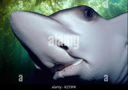 Spotted Eagle Ray (Aetobatus narinari), souvent la victime (prises accessoires) des filets à requins, Natal Sharks Board, Natal Coast - Afrique du Sud. Cette image ha Banque D'Images