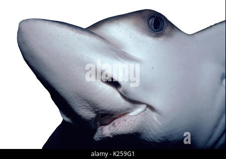 Spotted Eagle Ray (Aetobatus narinari), souvent la victime (prises accessoires) des filets à requins, Natal Sharks Board, Natal Coast - Afrique du Sud. Cette image ha Banque D'Images