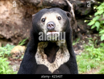 Soleil d'Asie du Sud-Est ou de l'ours (Helarctos malayanus ours de miel) debout sur ses pattes. Banque D'Images