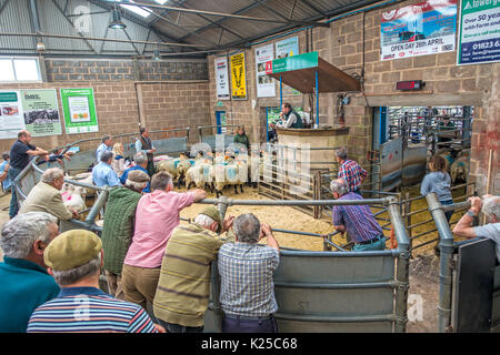 Salcombe Salcombe,marché,centre de vente aux enchères marché agricole hebdomadaire,vente aux enchères,special,stock,biologique,poney de bêtes de race,Moutons Banque D'Images