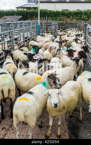 Salcombe Salcombe,marché,centre de vente aux enchères marché agricole hebdomadaire,vente aux enchères,special,stock,biologique,poney de bêtes de race,Moutons Banque D'Images