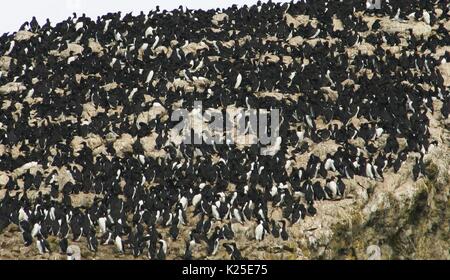 Un troupeau de marmette commune recueillir les oiseaux sur une pile de la mer rock formation émergeant de la Trinité-Harbour au California Coastal National Monument à Trinité-chef le 21 avril 2016 à Trinidad, en Californie. Banque D'Images