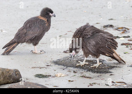 Phalcoboenus australis Caracara strié île Falkland Malvinas carcasse l'un appelant Banque D'Images