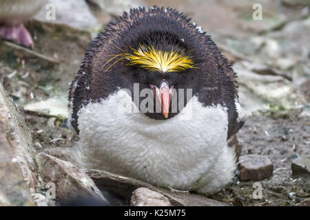 Penguin Macaroni Eudyptes chrysolophus mue et se recroquevillant en raison de la tempête, l'Île Sealion Falkland Îles Malvinas Banque D'Images