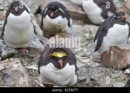 Penguin Macaroni Eudyptes chrysolophus mue et se recroquevillant en raison de la tempête, l'Île Sealion Falkland Îles Malvinas Banque D'Images