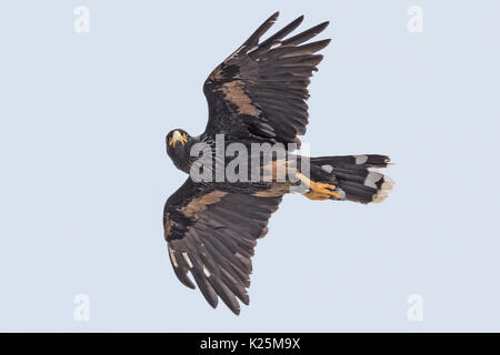 Phalcoboenus australis Caracara strié Malouines Île Sealion Malvinas Banque D'Images