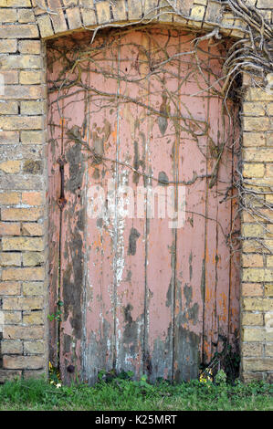 Une vieille porte en bois dans un mur de jardin peinture décolorée shabby chic avec des ronces de plus en plus redondants non utilisé il portes secrètes des jardins et entrées.gate Banque D'Images