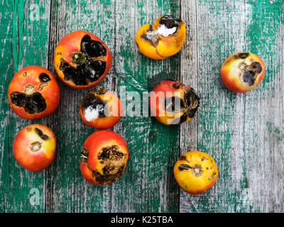 Tomates, infectés par la fin de la floraison (Phytophthora infestans), sur une table en bois Banque D'Images