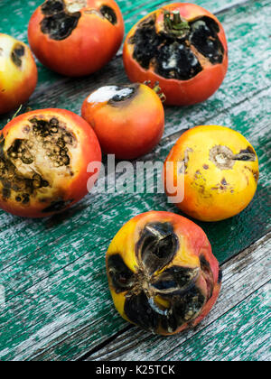 Tomates, infectés par la fin de la floraison (Phytophthora infestans), sur une table en bois Banque D'Images