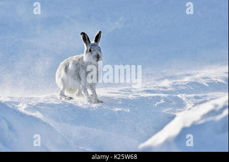 Lièvre variable (Lepus timidus) UK Banque D'Images