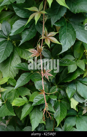 Parthenocissus quinquefolia, vigne. Banque D'Images