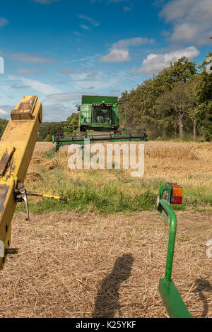 Royaume-uni l'agriculture, la récolte de blé de semence à Wycliffe Teesdale, with copy space Banque D'Images