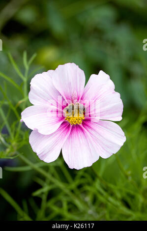 Abeille sur Cosmos bipinnatus 'Daydream' fleur. Banque D'Images