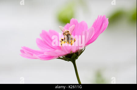 Abeille sur fleur Cosmos bipinnatus. Banque D'Images