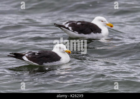 Le varech (Larus dominicanus Malouines Malvinas Bird Island carcasse Banque D'Images