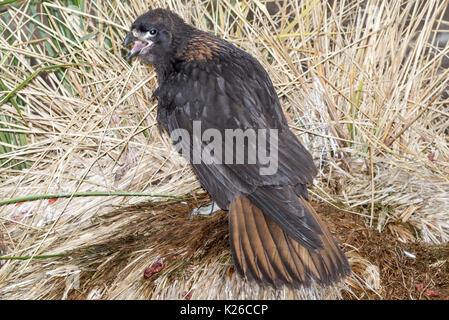 Phalcoboenus australis Caracara strié île Falkland Malvinas carcasse appelant Banque D'Images