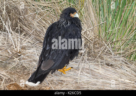 Phalcoboenus australis Caracara strié île Falkland Malvinas carcasse Banque D'Images