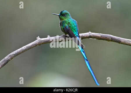 Long-tailed sylph ( Aglaiocercus kingii ), les forêts de montagne humides tropicales. Banque D'Images