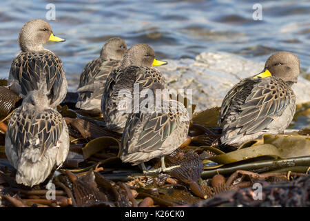 Mouchetée ou Sarcelle à bec jaune (Anas flavirostris île Falkland Malvinas carcasse Banque D'Images